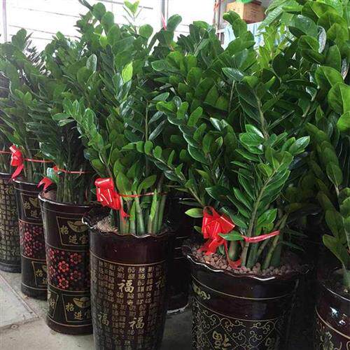 现货速发发财树公司乔迁开业绿植物东莞南城东城厚街凤岗同城专车