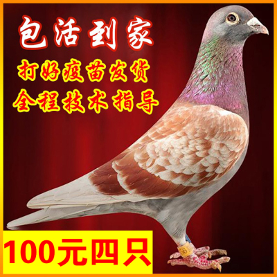 信鸽种鸽子活体活物鸽子活一对公母肉鸽活苗观赏宠物鸟元宝鸽繁殖