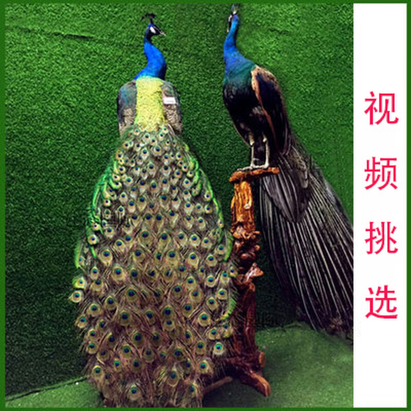 蓝孔雀白孔雀羽毛仿真鸟类动物扇子装饰品摆件手工