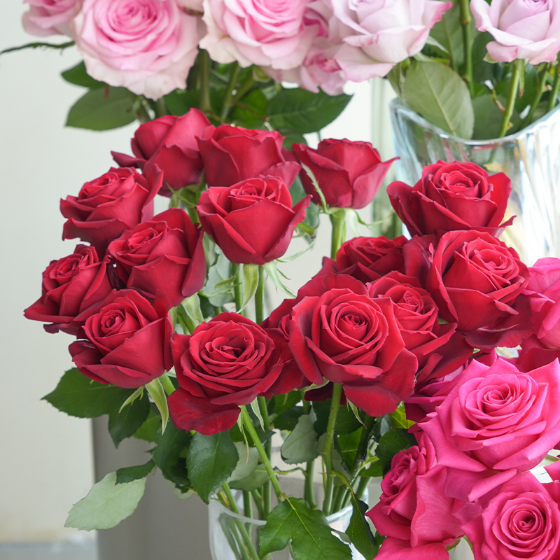 玫瑰花鲜切花顺丰次日达基地直发