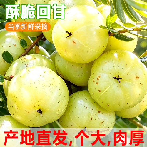正宗潮汕柿饼甜油甘新鲜油甘果余甘牛甘鲜果子当季水果滇橄榄崩坎