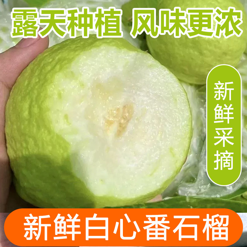 广西番石榴1-5斤软白心芭乐水果新鲜包邮当季芭乐果香甜潘石榴
