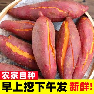 新鲜现挖红薯9斤黄心地瓜河南农家自种香薯小山芋10板栗蜜薯番薯