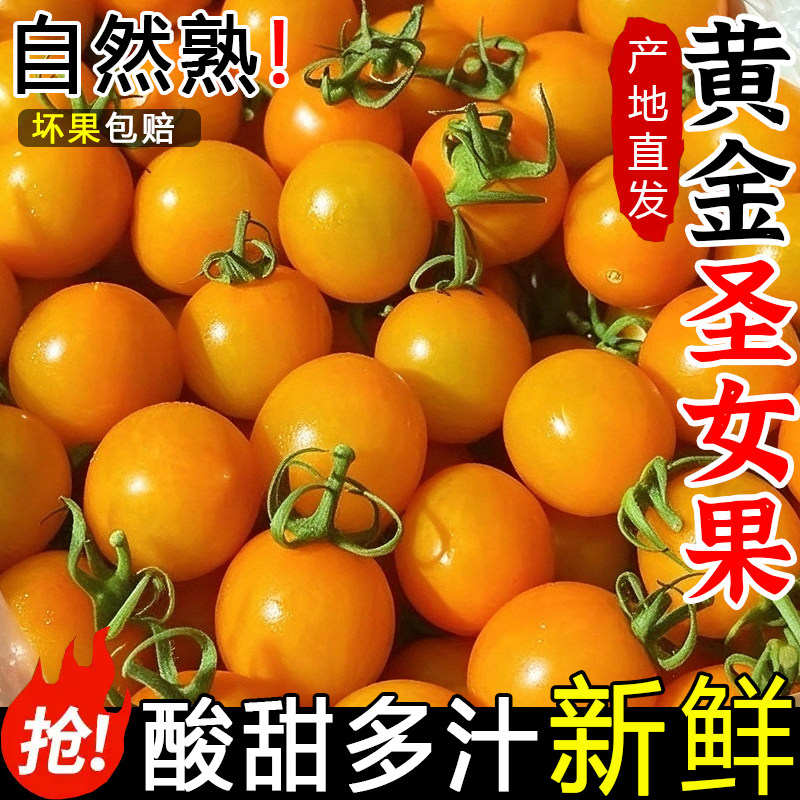 新鲜黄金圣女果5斤樱桃小番茄现摘自然熟酸甜黄皮西红柿水果包邮