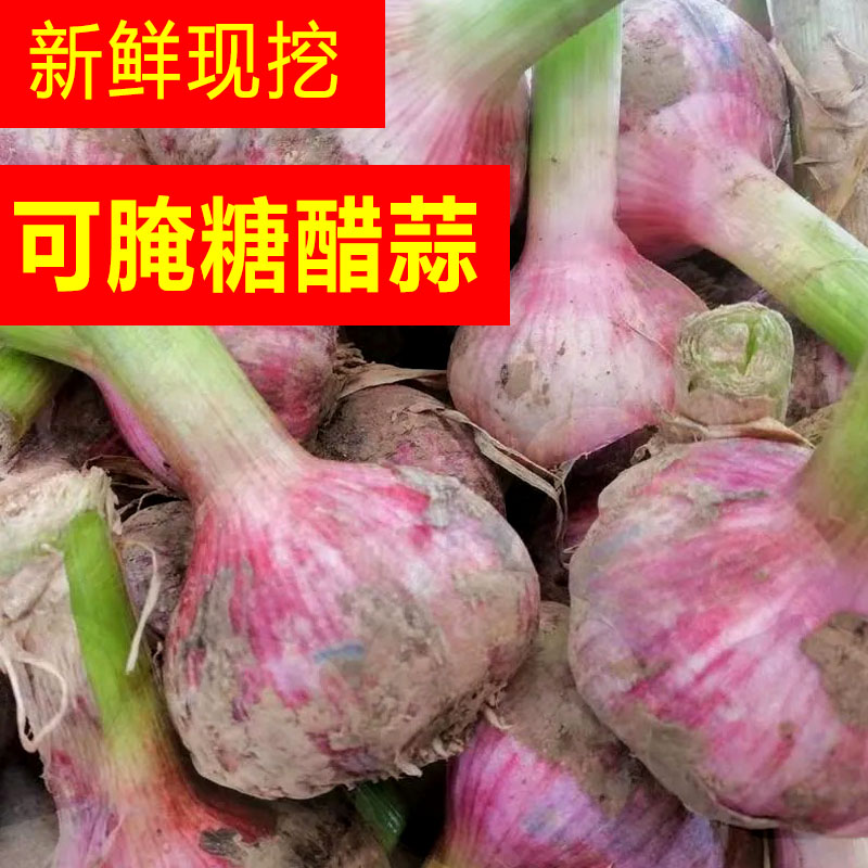 云南紫皮蒜头新鲜湿蒜
