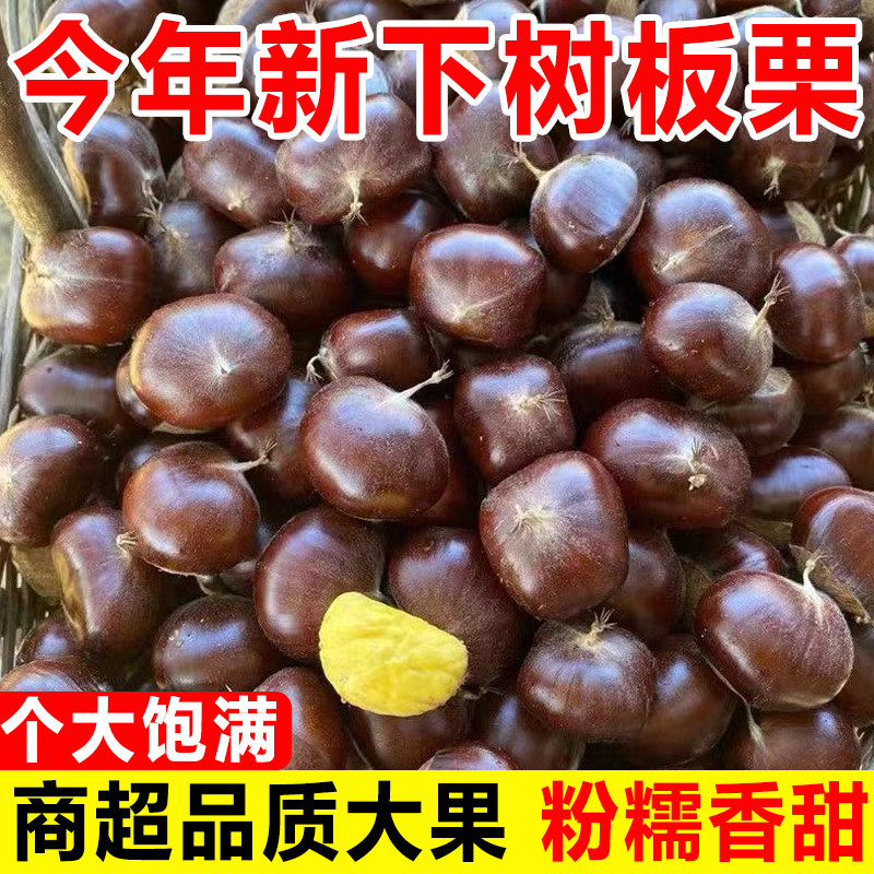 云南特产当季现摘新鲜水果生板栗油锥迁西野小毛栗子带壳包邮