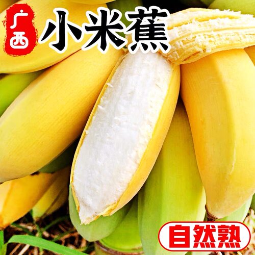 正宗广西小米蕉香蕉10斤当季新鲜水果小香蕉苹果蕉自然熟粉蕉包邮