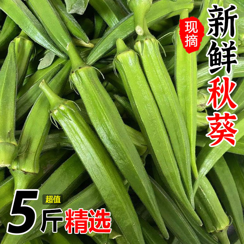 福建新鲜蔬菜秋葵5斤当季现摘羊豆角鲜嫩黄秋葵农家整箱自种包邮