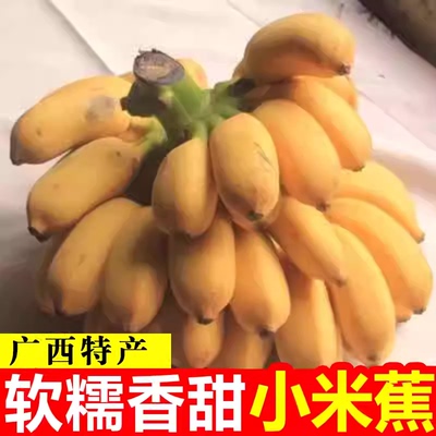正宗广西小米蕉香蕉10斤新鲜水果整箱当季鲜苹果蕉自然熟粉蕉包邮