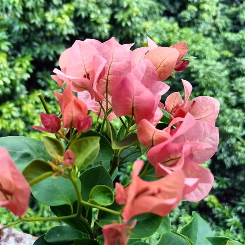 极速《不甜西瓜》j三角梅花卉绿植 飘枝 高飘 爬藤 原盆原土原生