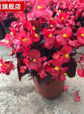 极速海棠花四季小叶红海棠花开y花四季盆栽花卉花期长花卉室内花