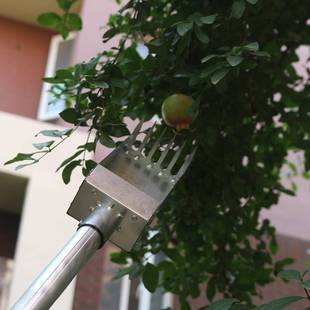 极速摘酸枣神器新款酸枣子采摘神器网G兜摘果伸缩杆加厚摘山果防