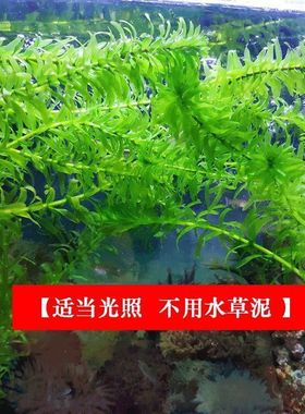 极速斗鱼a专用水草蜈蚣草淡水绿植物鱼缸装饰新手懒人真水草净化