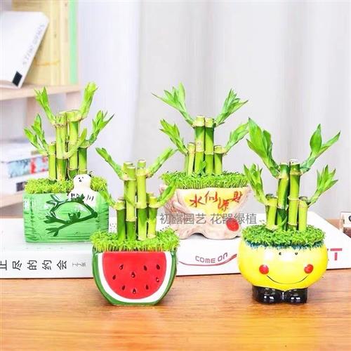 极速步步高升节节高富贵竹小森林C室内桌面迷你盆栽绿植盆景可水