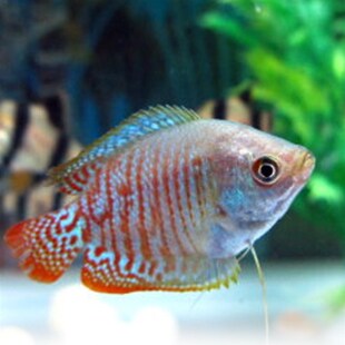 极速观赏鱼热带鱼曼红龙丽丽鱼珍珠马甲金鱼小型S淡水鱼好养耐活