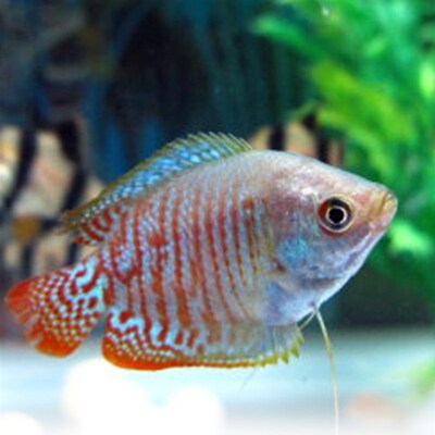 极速观赏鱼热带鱼曼红龙丽丽鱼珍珠马甲金鱼小型S淡水鱼好养耐活