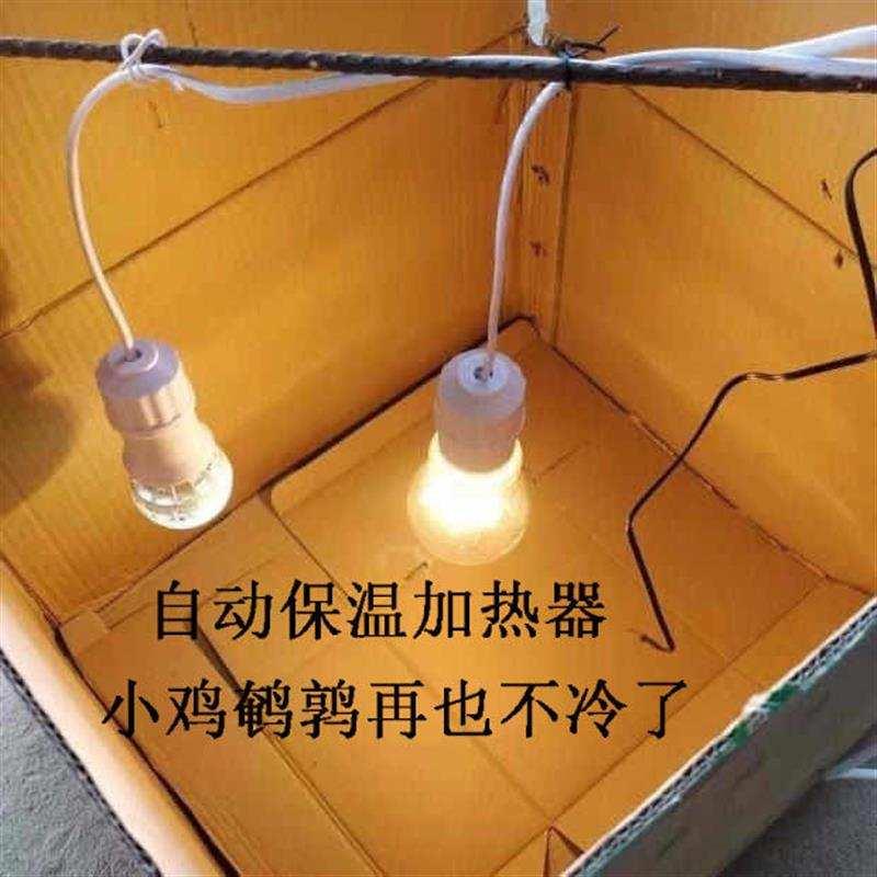 速发小鸡保动箱自动控温鹌鹑温保箱小鸟育雏保温自温加热育雏设备