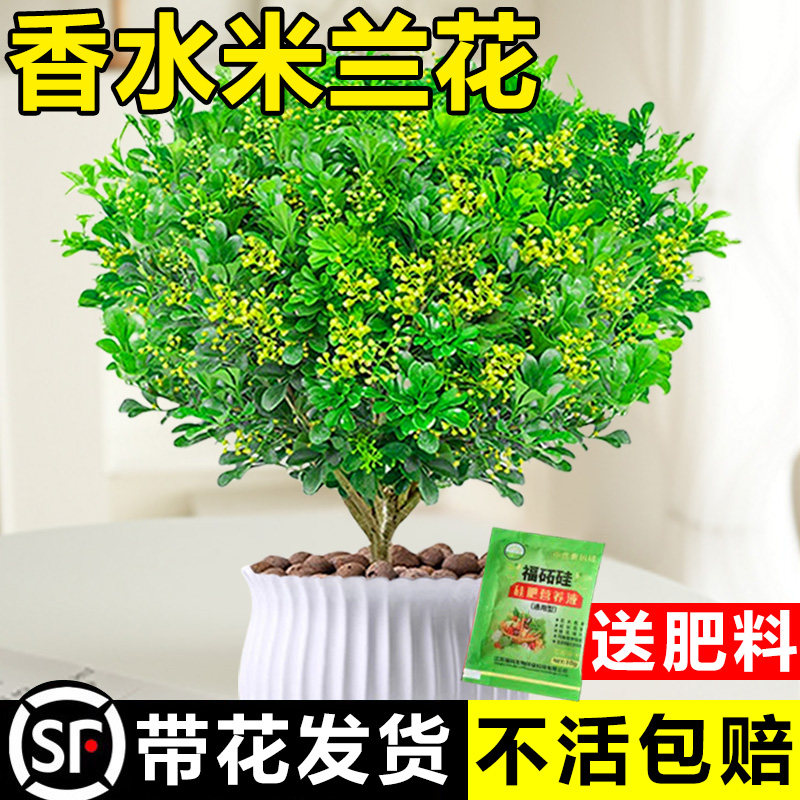 速发米兰花盆栽茉莉花卉植物四内驱蚊绿植浓香季室开花苗台好养
