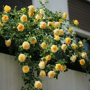 速发山东基地月季 花龙粉色红色苗沙宝色阴雨台笑灌木可爬藤欢庭
