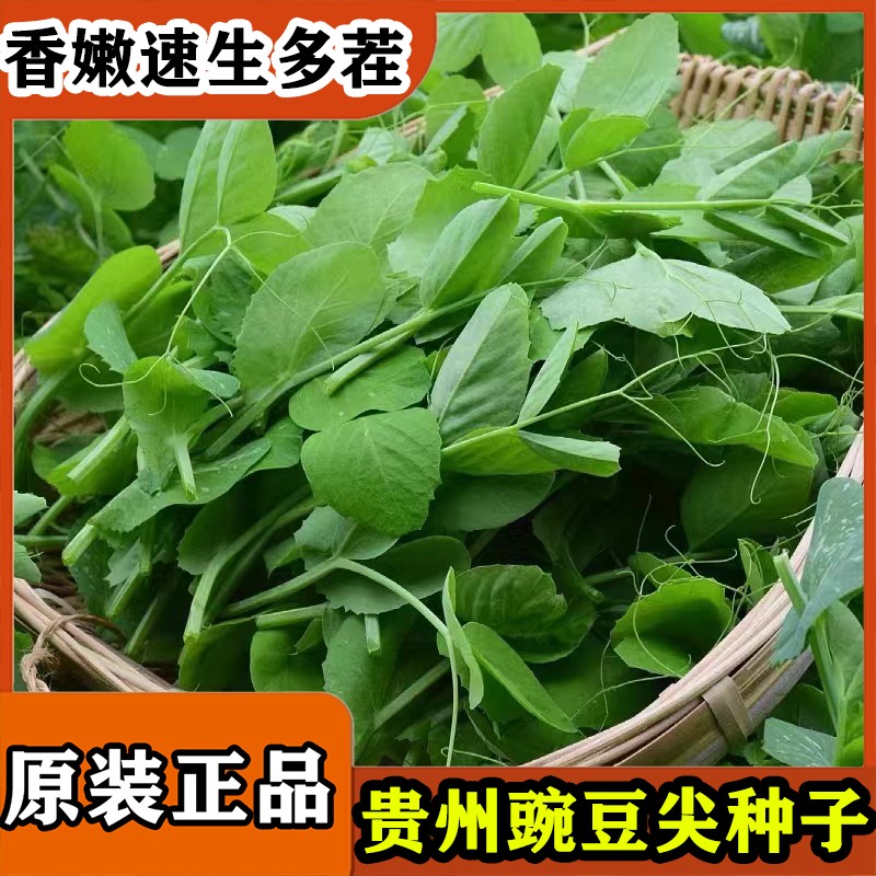 鲜嫩无须豌豆苗种子食苗专用可盆栽豌豆苗种籽四季阳台盆栽蔬菜种