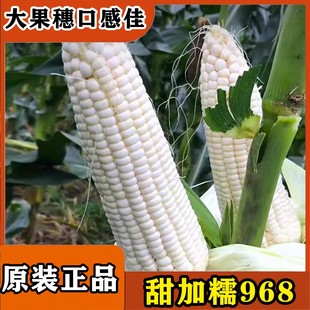 甜加糯968甜糯玉米种子杂交白糯玉米籽农家大田自种玉米种子大全