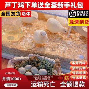 极有家网红芦丁鸡40 包邮 60天青年鸡活鸡宠物鸡观赏鸡全色系顺丰