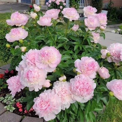 芍药苗根块花卉意外收获