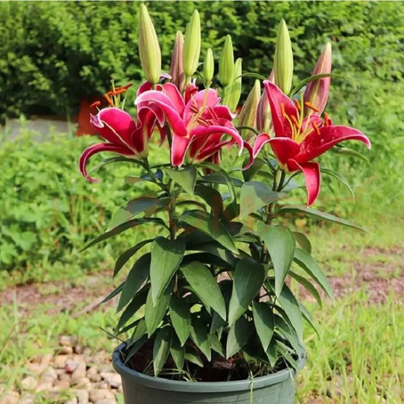 香水百合花盆栽好养活必买室内阳台观花植物浓香型四季带花苞发货