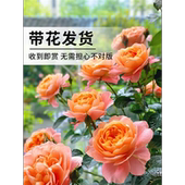 果汁阳台月季 盆栽四季 开花卉玫瑰鲜花带花苞阳台爬藤植物蔷薇花苗