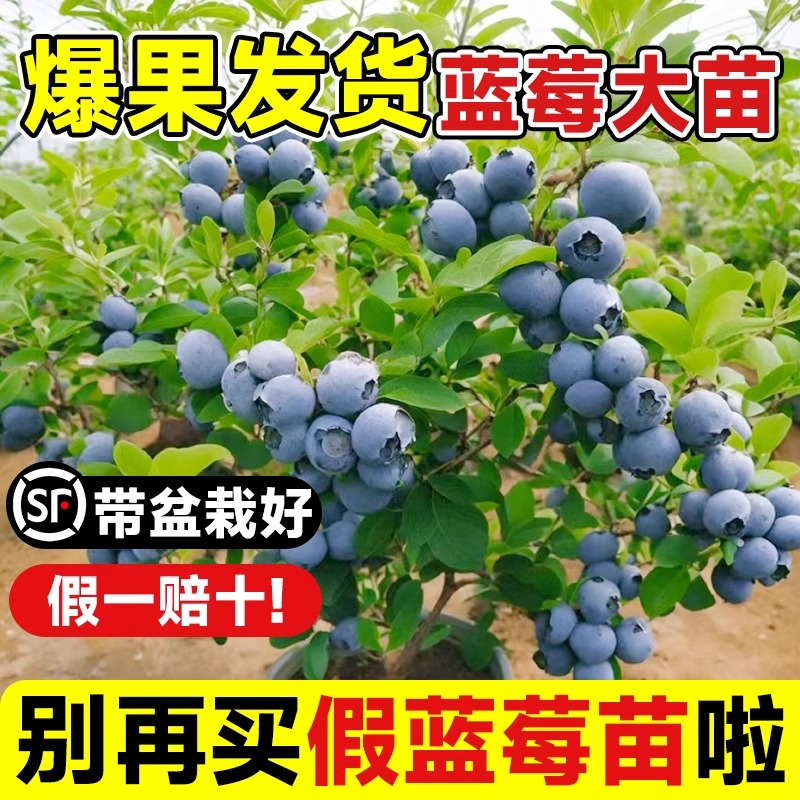 蓝莓树果苗带花带果盆栽地栽南方北方种植兔眼绿宝石蓝巨人蓝莓苗