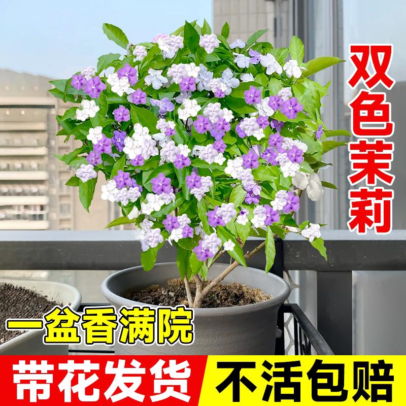 双色茉莉花盆栽老桩棒棒糖独杆大苗香室内外阳台庭院鸳鸯茉莉花苗