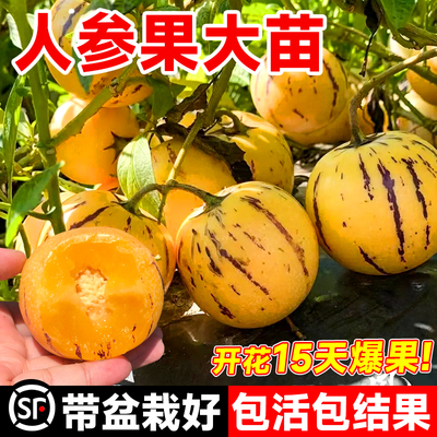 四季奶香人参果苗树秧生热