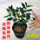 香妃茶花盆栽浓香型山茶花树苗室内庭院花卉好养大棵四季 桂花