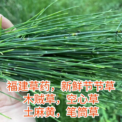 草药新鲜节节草木贼草挫草接骨草毛筒草通气草眉毛草土麻黄空心草