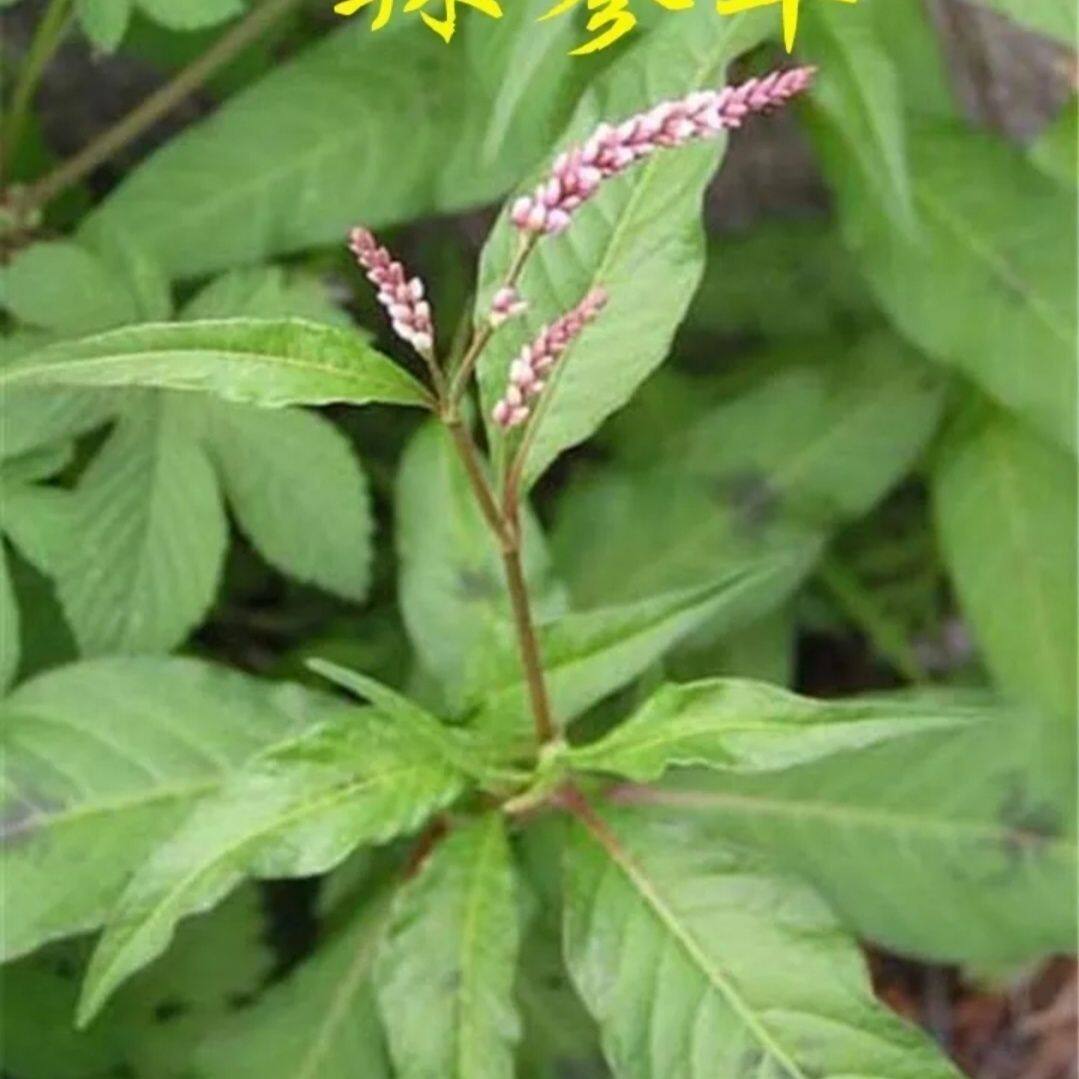 新鲜采摘辣蓼草红辣蓼花红花辣马蓼辣寥根辣椒草水红花做酒曲原料