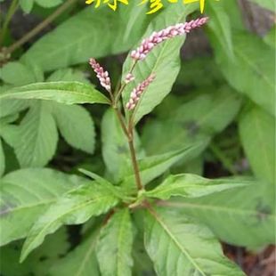 新鲜采摘辣蓼草红辣蓼花红花辣马蓼辣寥根辣椒草水红花做酒曲原料