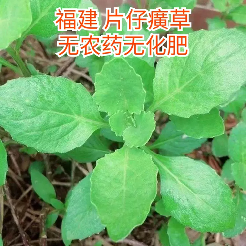 片仔癀草新鲜白子菜接骨丹野菜明月草白背三七白凤菜菜福建中草药