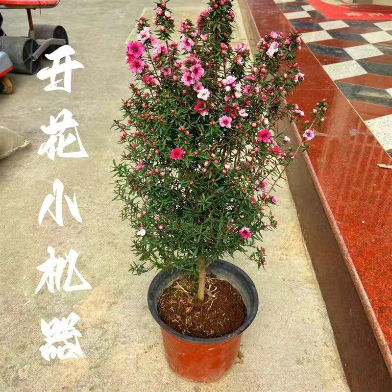 松红梅盆栽带花苞澳洲雪梅花室内花卉阳台四季开花秋冬季客厅庭院