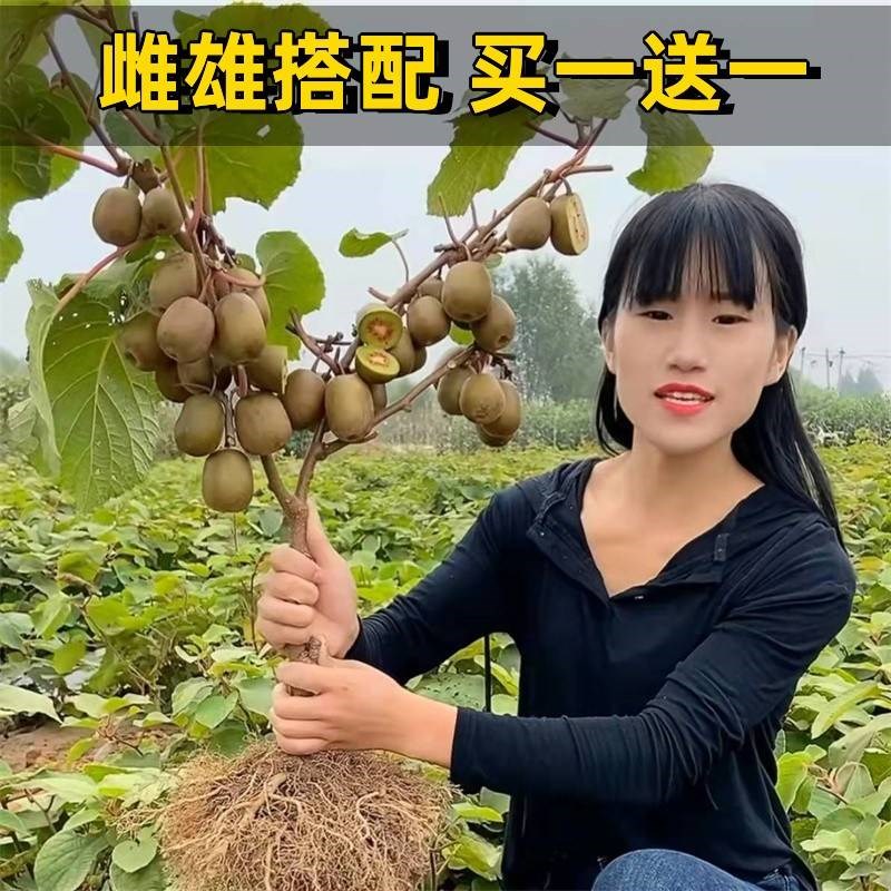 红心软枣猕猴桃树果苗弥猕猴桃苗嫁接南北方种植迷糊桃Y苗当年结