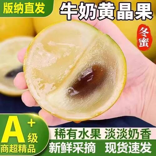 云南西双版纳热带冬蜜牛奶黄晶果新鲜当季蛋黄果孕妇网红黄金水果