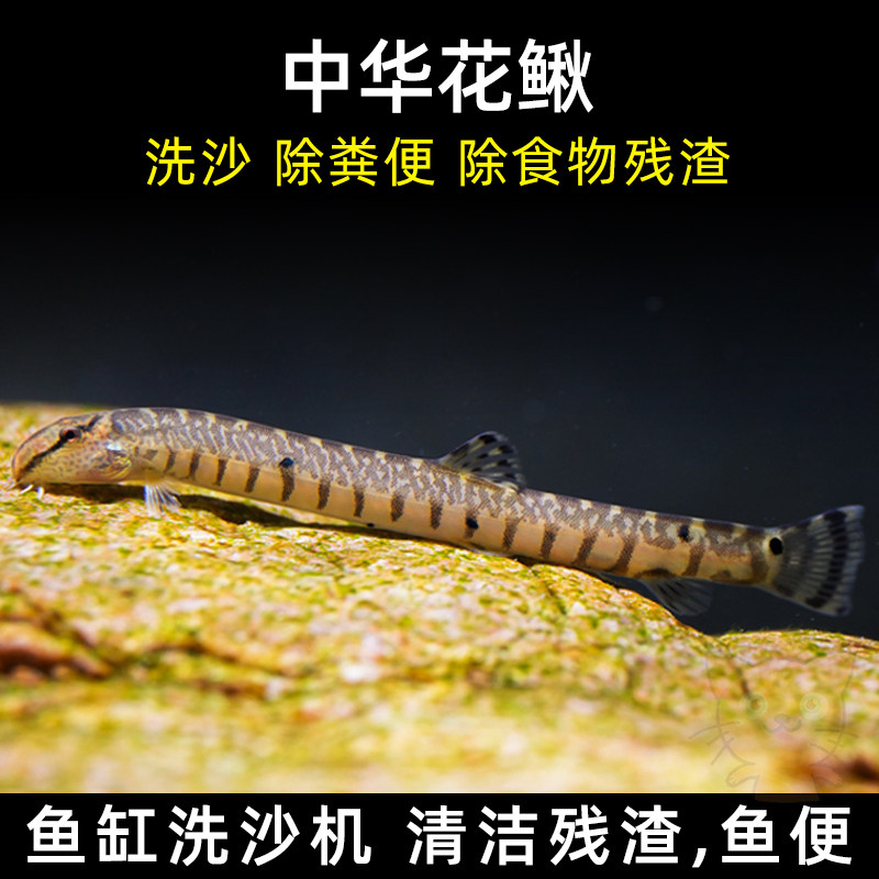 速发观鳅鱼中华沙赏中国原生鱼冷耐清道夫花泥鳅好养水活淡水清洁
