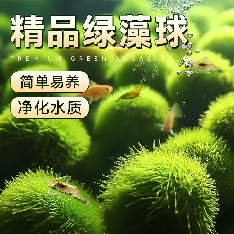 速发绿藻球生藻鱼缸小摆件迷你造景装饰真水草水水植物前景草懒人