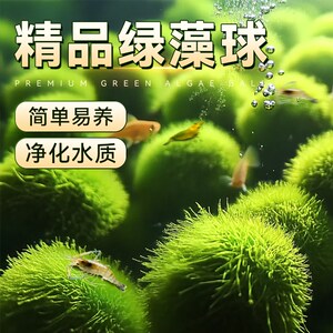 速发绿藻球生藻鱼缸小摆件迷你造景装饰真水草水水植物前景草懒人