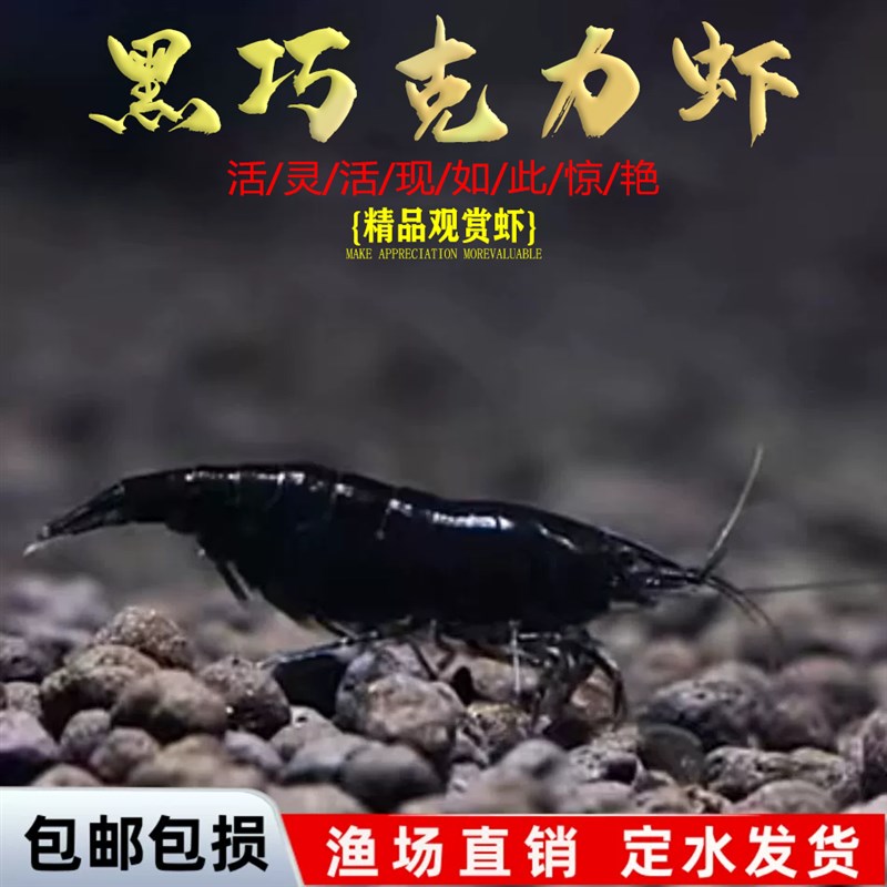 速发黑巧虾黑虾热带观赏虾力壳虾虾草缸除藻克工具虾