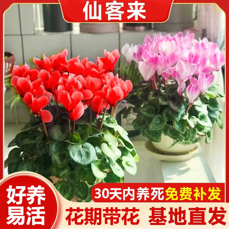 速发仙客原盆栽花花来生迷你植物仙客来大台室内秋冬花卉花四季开
