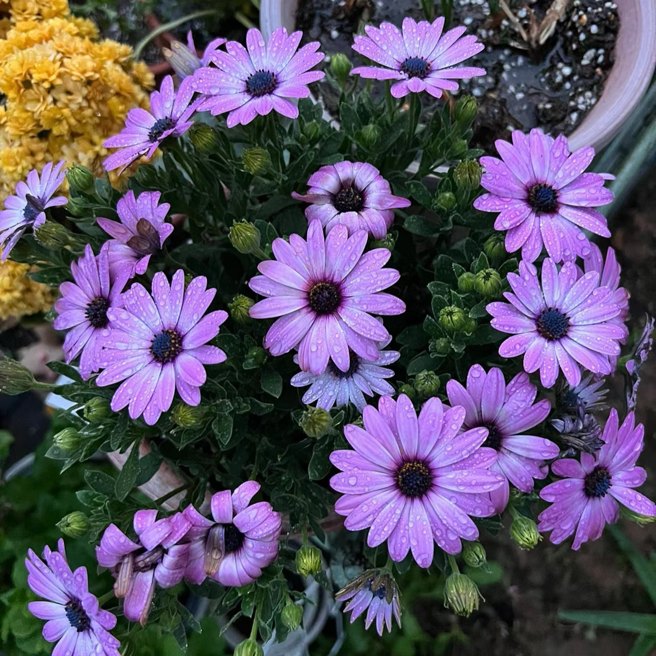 速发南盆寿菊菊花非栽室内不花卉植物四季开花台断好养蓝目菊