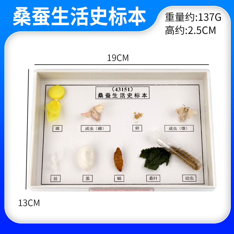 速发桑蚕生活史标本  科学实验器材 物理仪器 教学仪器 J451