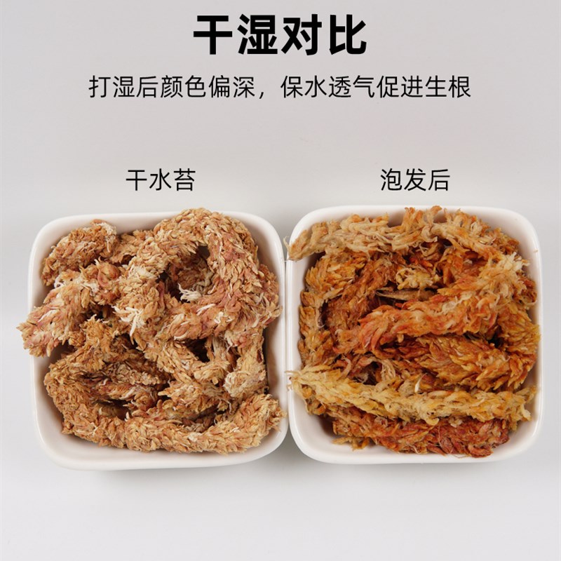 速发智蝶毛毛虫苔水5A级干苔藓兰花铺面蝴利兰捕蝇草龟蛇冬眠垫材