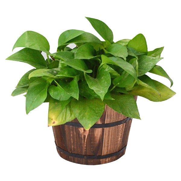 极速Haangings Wooden Bucket Planter Wall Mount Barrel Plante
