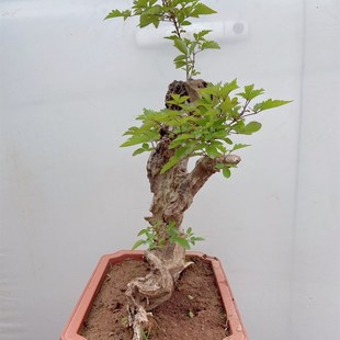 极速黄荆盆景M舍利一张皮